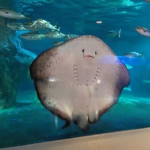 Meet your Posher, Geneva